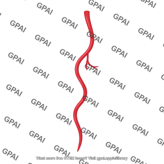 Right ovarian artery