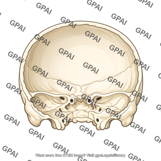Cranial cavity