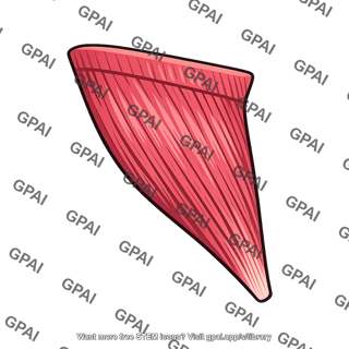 Deep head of medial pterygoid