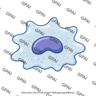 Macrophage