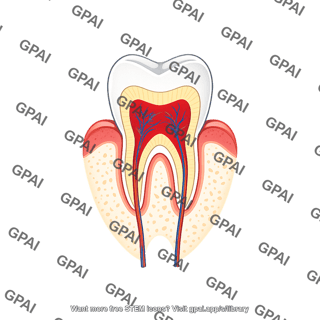 Tooth premolar healthy tooth only