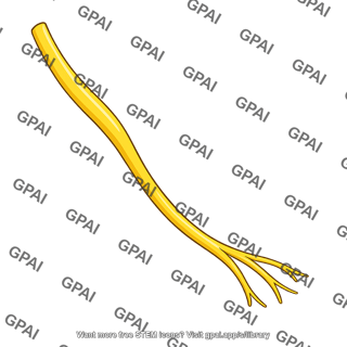 T1 nerve