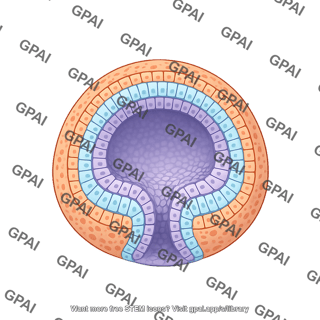 Human gastrula