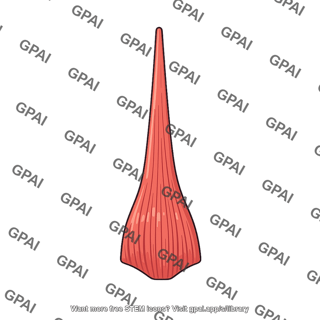 Levator labii superioris muscle