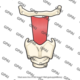 Thyrohyoid muscle
