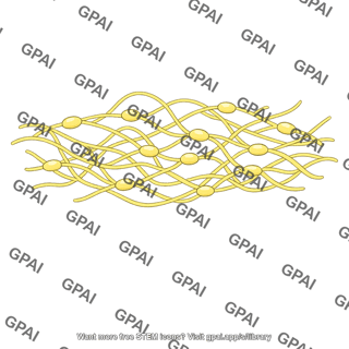 Visceral nerve plexus