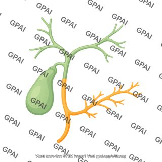 Galbladder with ducts 869