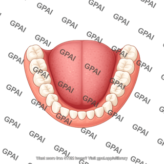 Dentition permanent lower schematic