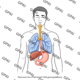 Respiratory and upper digestive systems anterior male
