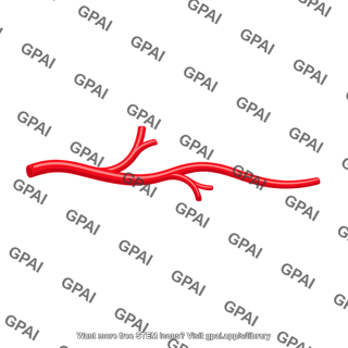 Branching artery