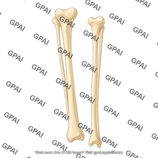 Tibia and fibula