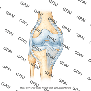 Knee joint capsule anterior