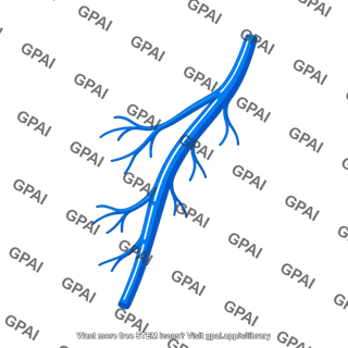 Branching vein