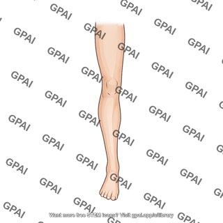 Leg anterior