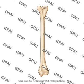 Radius posterior