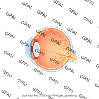 Eye sagittal simple