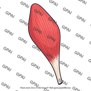 Vastus lateralis
