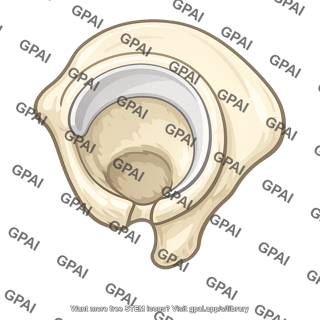 Acetabulum