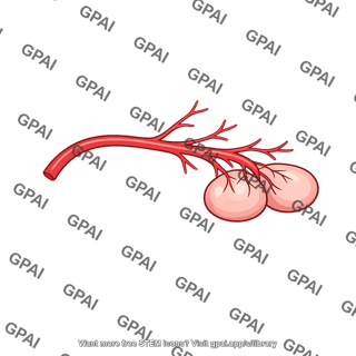 Artery of bulb of vestibule
