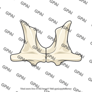 Paired palatine bone