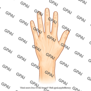 Hand dorsal view