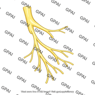 Mandibular nerve