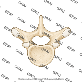 Thoracic vertebra t6 superior