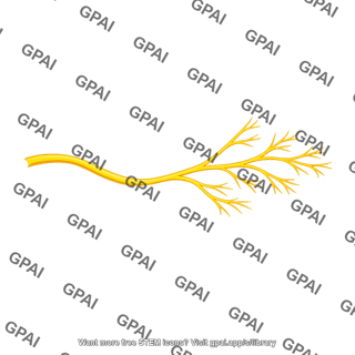 Branching nerve