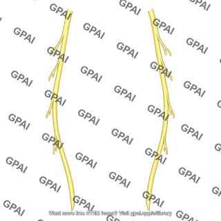 Hypogastric nerve