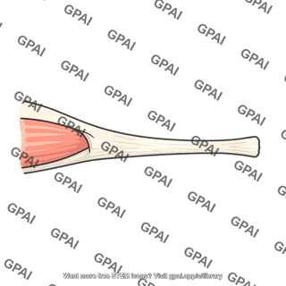 Muscle with tendon