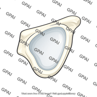 Glenoid cavity scapular fragment