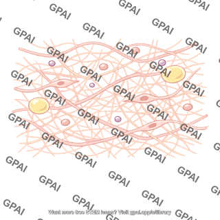 Areolar tissue