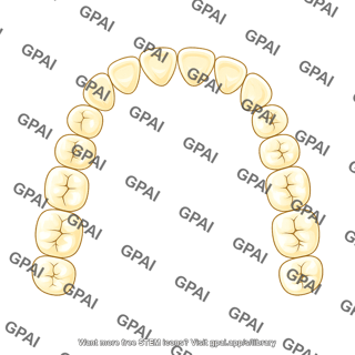 Dentition permanent upper teeth only