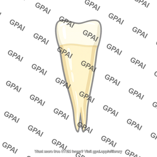 Human tooth
