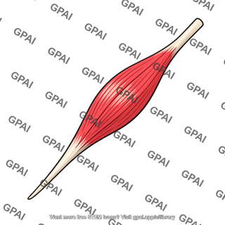 Fusiform muscle