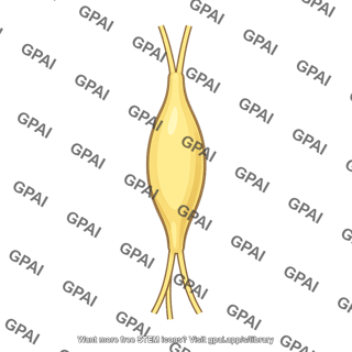 Superior cervical sympathetic ganglion