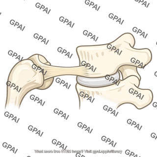 Intra articular ligament of head of rib
