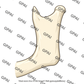 Sock