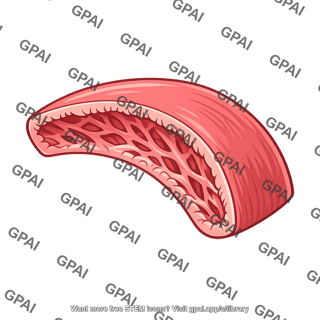 Anterior wall of right ventricle