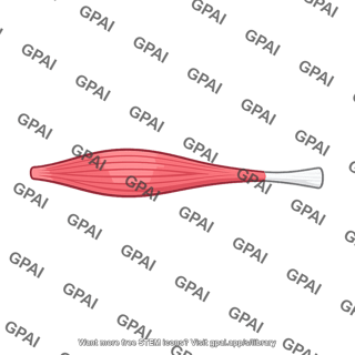 Superior belly of omohyoid muscle