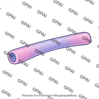 Neural tube