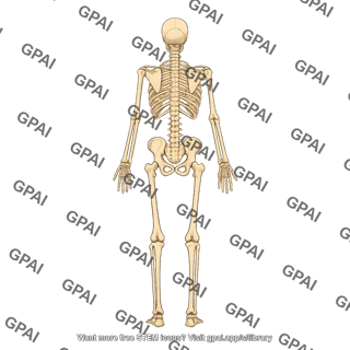 Skeleton posterior editable