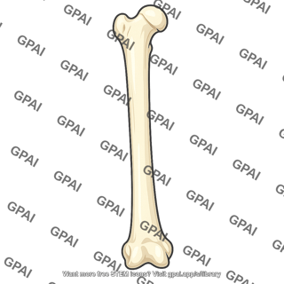 Anterior surface of femur