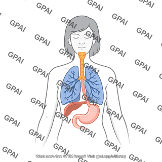 Respiratory and upper digestive systems anterior female