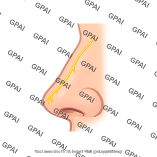 External nasal nerve