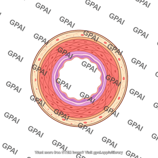 Vessel cross section muscular artery