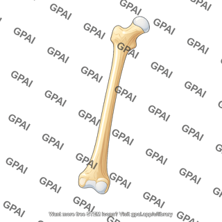 Femur lateral