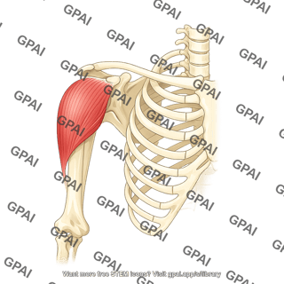 Deltoid anterior on skeleton