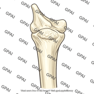 Ulnar tuberosity
