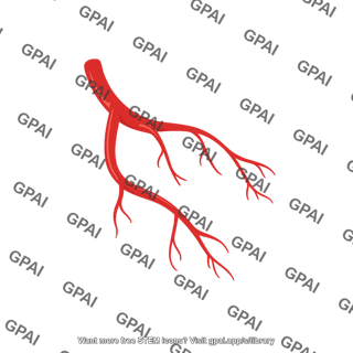 Coronary arteries right
